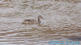 Canard colvert